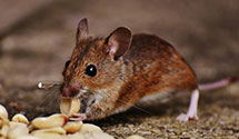 24 Hour & Emergency Exterminators in Los Trujillos, NM